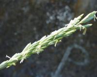 Elymus farctus subsp. boreoatlanticus