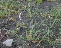 Elymus farctus subsp. boreoatlanticus