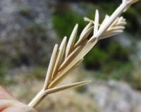 Elymus farctus subsp. boreoatlanticus