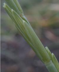 Elymus farctus subsp. boreoatlanticus