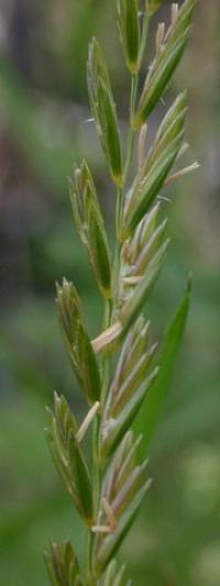 Elymus repens subsp. repens