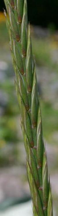 Elymus repens subsp. repens