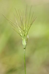 Aegilops geniculata Aegilops geniculata