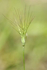 Aegilops geniculata