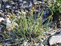 Equisetum ramosissimum