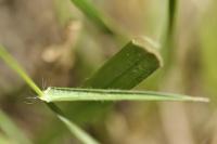 Aegilops geniculata