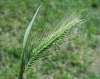 Hordeum marinum Hordeum marinum