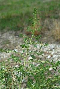 Amaranthus albus