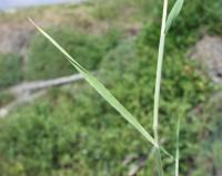 Hordeum murinum