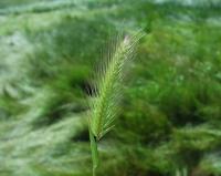 Hordeum marinum