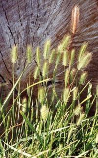 Hordeum marinum