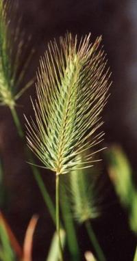 Hordeum marinum