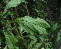 Amaranthus retroflexus