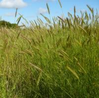 Hordeum secalinum