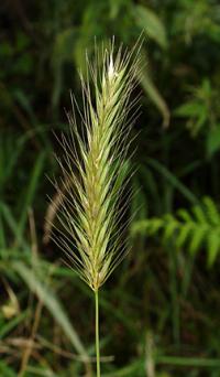 Hordeum secalinum
