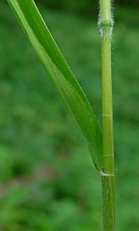 Hordeum distichon