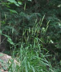 Hordeum distichon