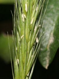 Hordeum distichon