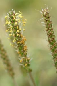 Plantago maritima subsp. maritima