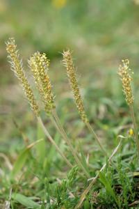 Plantago maritima subsp. maritima