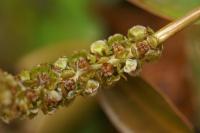 Potamogeton polygonifolius