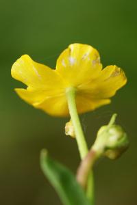 Ranunculus flammula