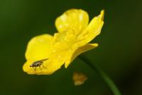 Ranunculus flammula