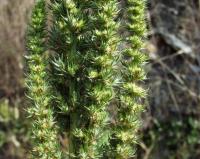 Amaranthus retroflexus