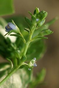 Veronica beccabunga