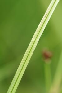 Carex echinata