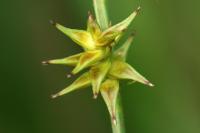 Carex echinata