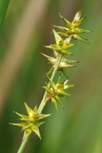 Carex echinata