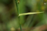 Carex panicea