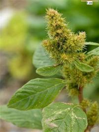 Amaranthus retroflexus