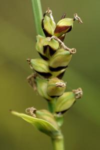 Carex panicea