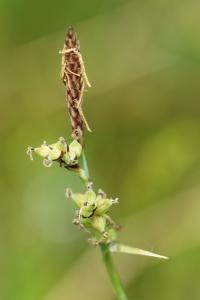 Carex panicea