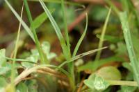 Carex panicea