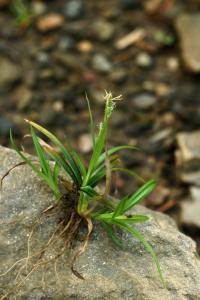 Carex sylvatica subsp. sylvatica