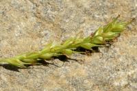 Carex sylvatica subsp. sylvatica