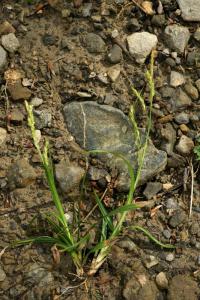 Carex sylvatica subsp. sylvatica