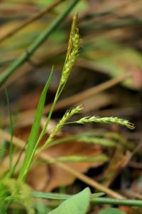 Carex sylvatica subsp. sylvatica