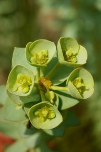 Euphorbia paralias