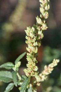 Amaranthus deflexus