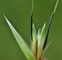 Avena barbata subsp. barbata 