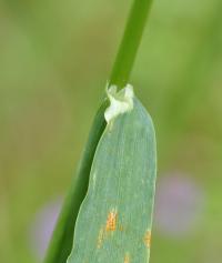 Avena barbata subsp. barbata 