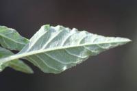 Amaranthus deflexus