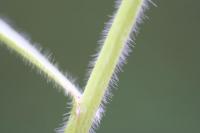 Avenula pubescens subsp. pubescens