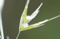 Avenula pubescens subsp. pubescens