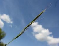 Avenula sulcata subsp. sulcata