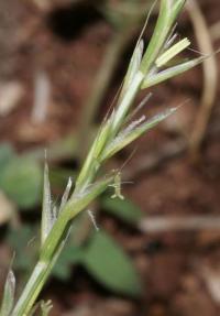 Gaudinia fragilis